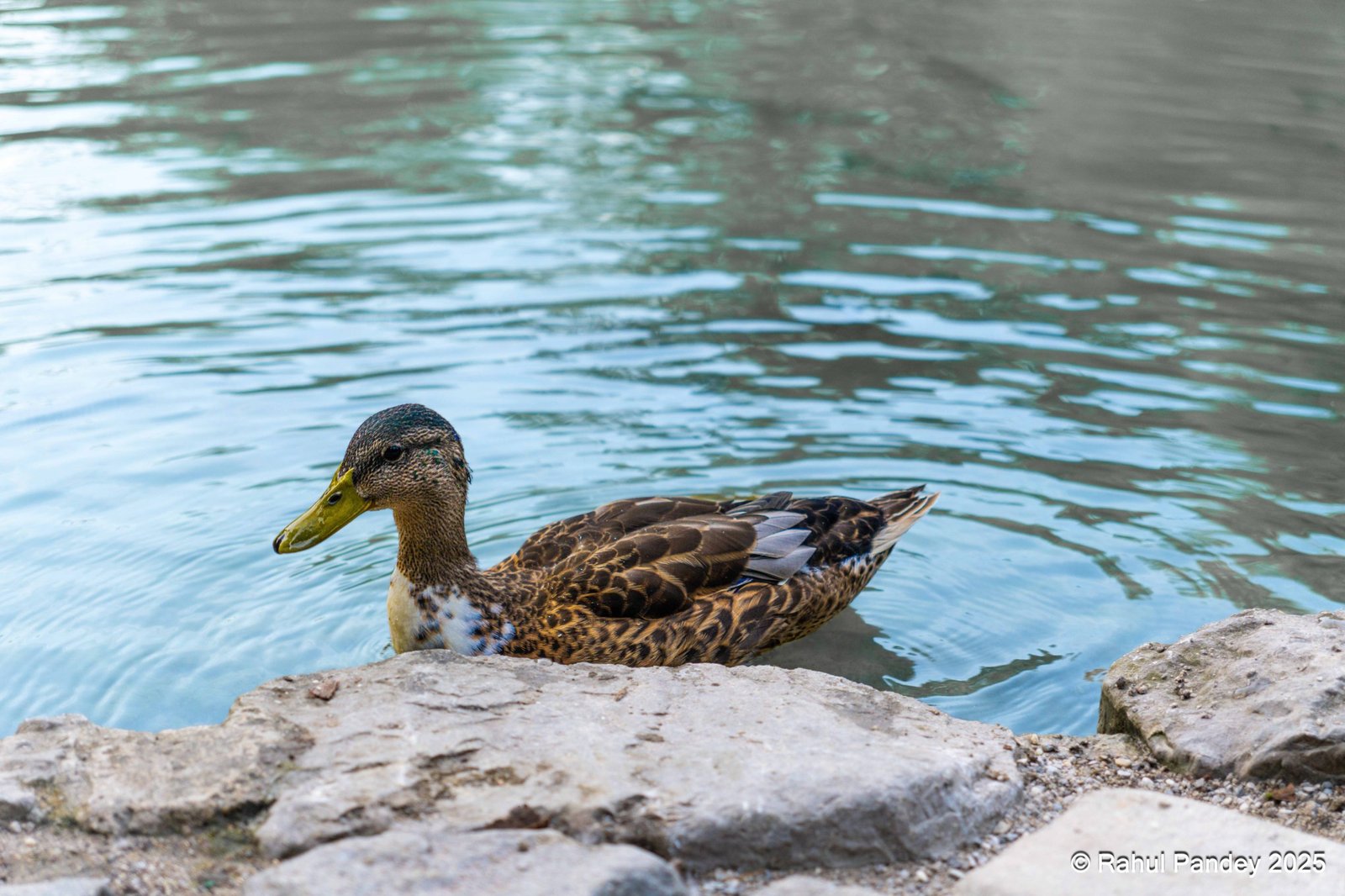 Duck in Munich Englischer Garten Eisbach