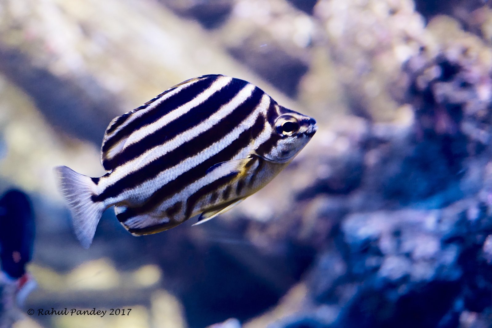 Blue Fish SEA Singapore