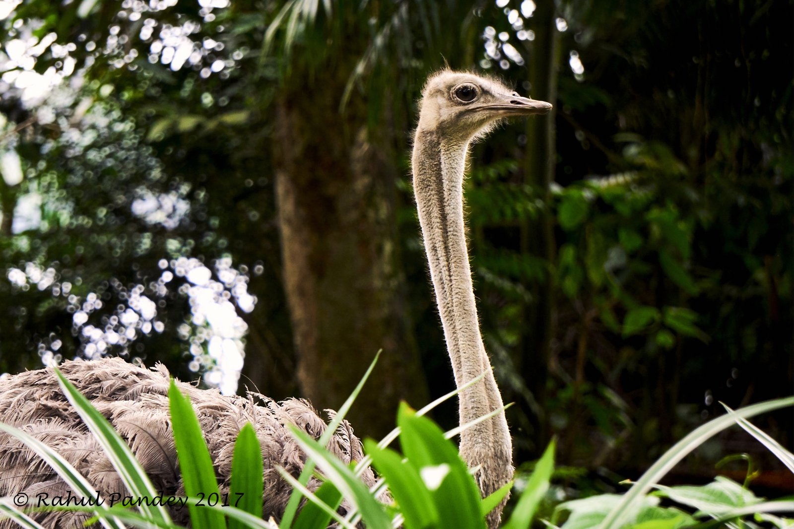 Emu Singapore Zoo