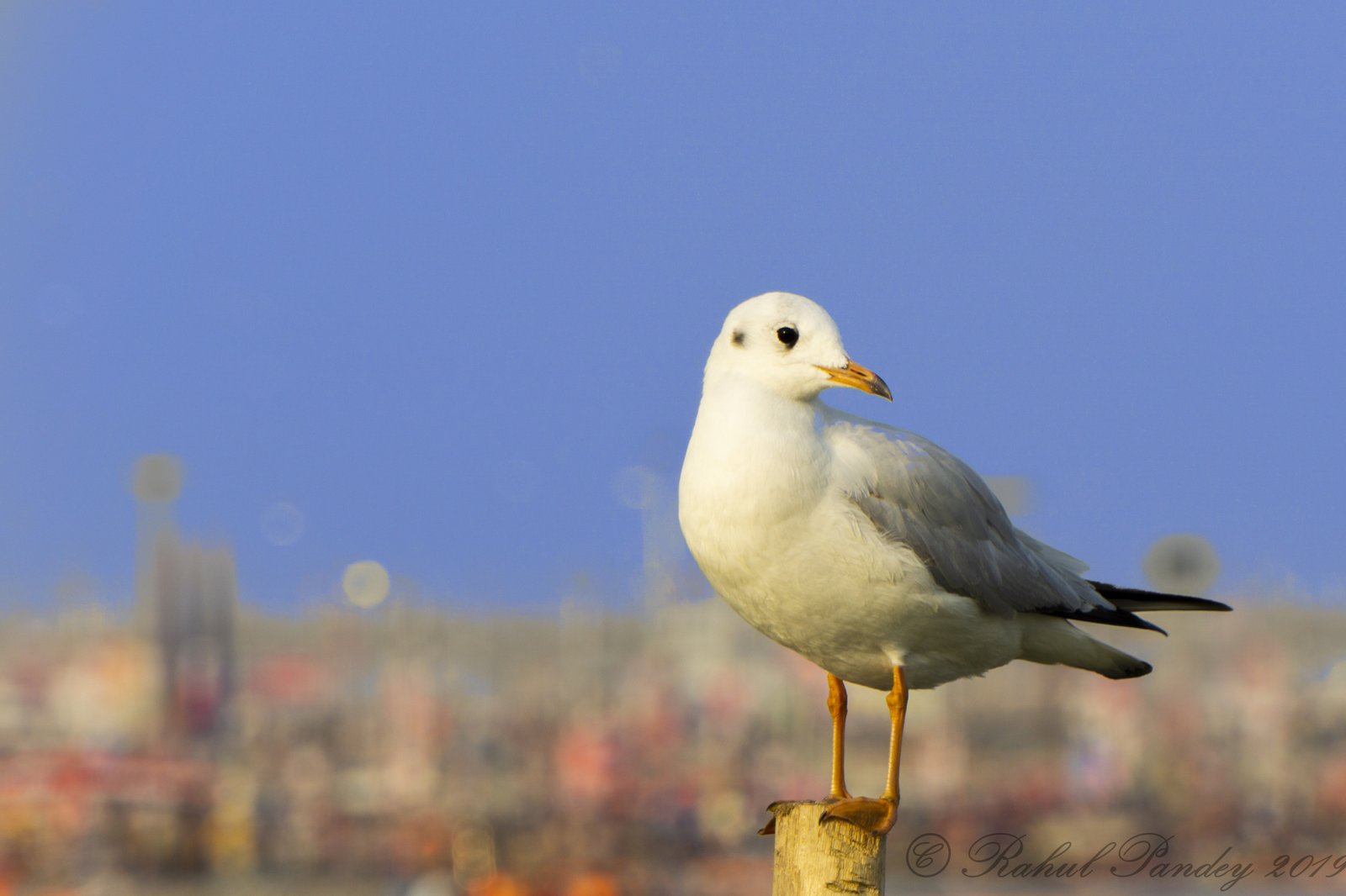 Black Headed Gull