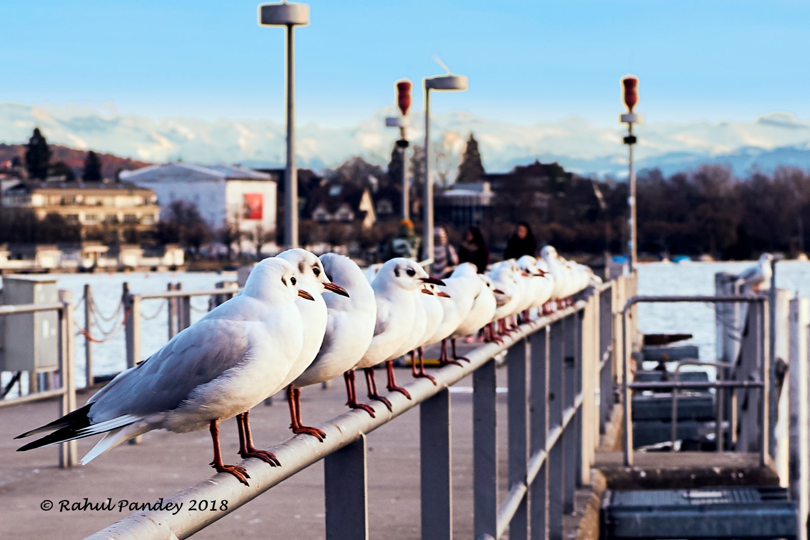 Lachmöwen am Zürichsee