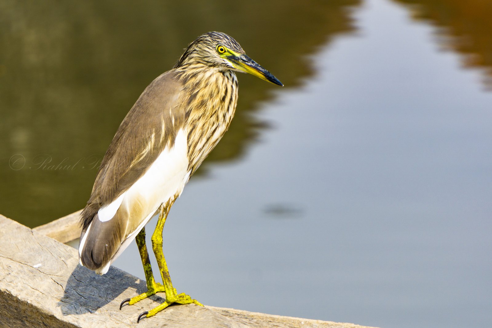 The Indian Pond Heron or Paddybird (Ardeola grayii)